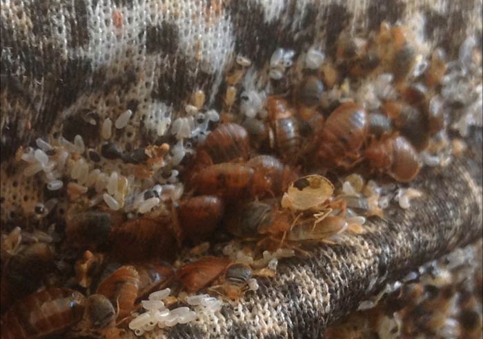 pest-control-tips-01