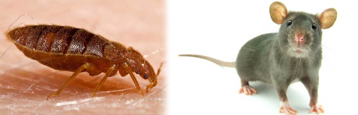 5-reasons-pest-control-every-month-01