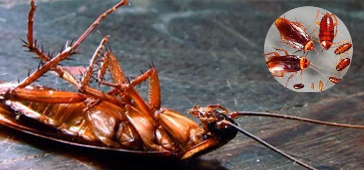 Cockroaches Control Melbourne