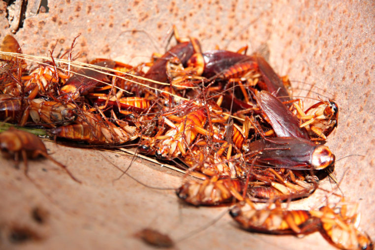 cockroach-infestation
