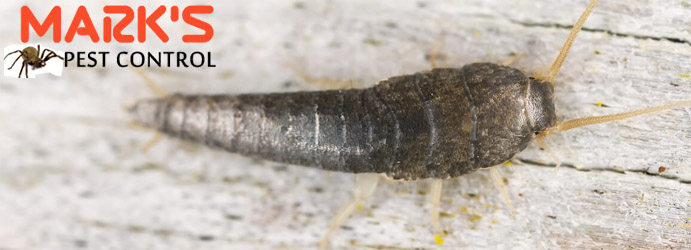 Silverfish Pest Control