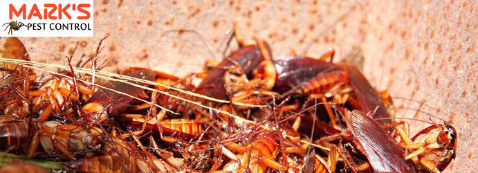 Pest Infestation Control