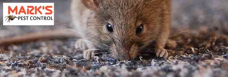Female Rodent Control