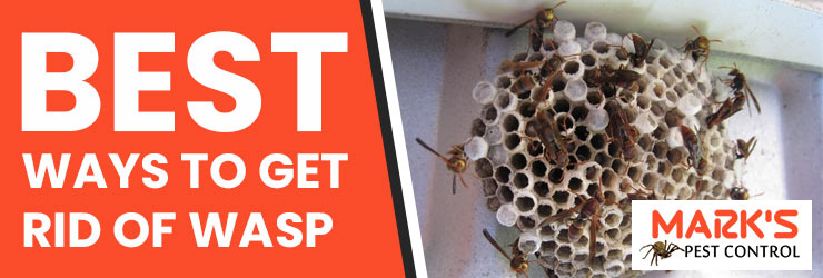 Wasp Pest Control