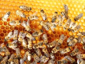 Bees Control