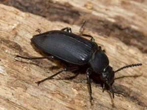 Beetles Control