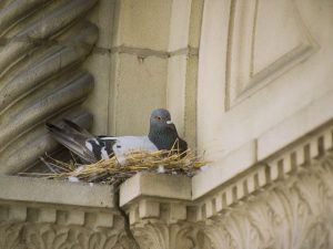 Bird Control Nesting