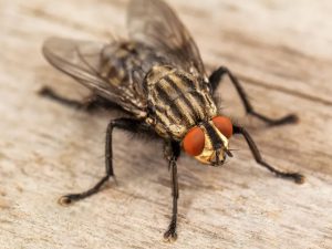 Flies Control