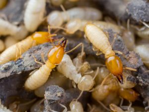 Termites Control