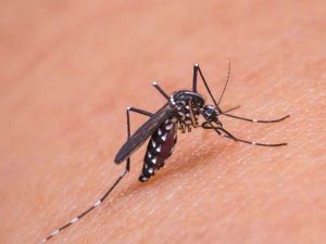 Mosquito Control