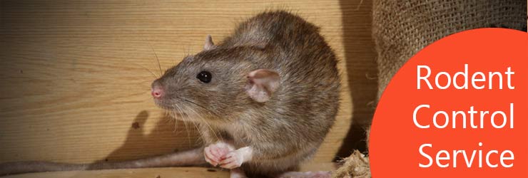 Rodent Control Service