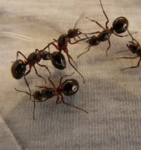 ant-control-melbourne