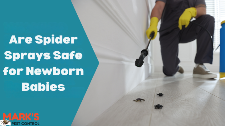 Are Spider Sprays Safe for Newborn Babies