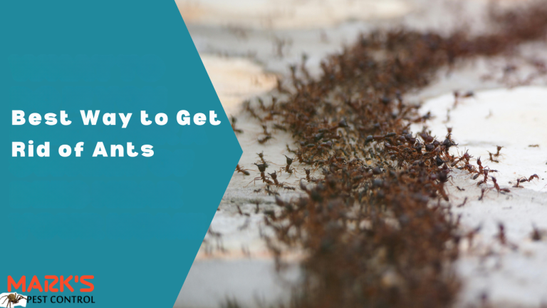 Best Way to Get Rid of Ants