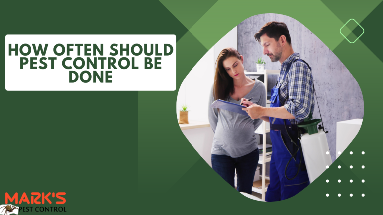 How Often Should Pest Control Be Done