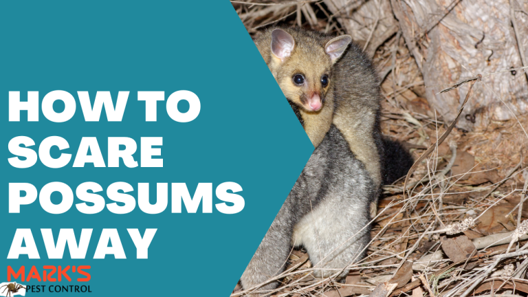How To Scare Possums Away