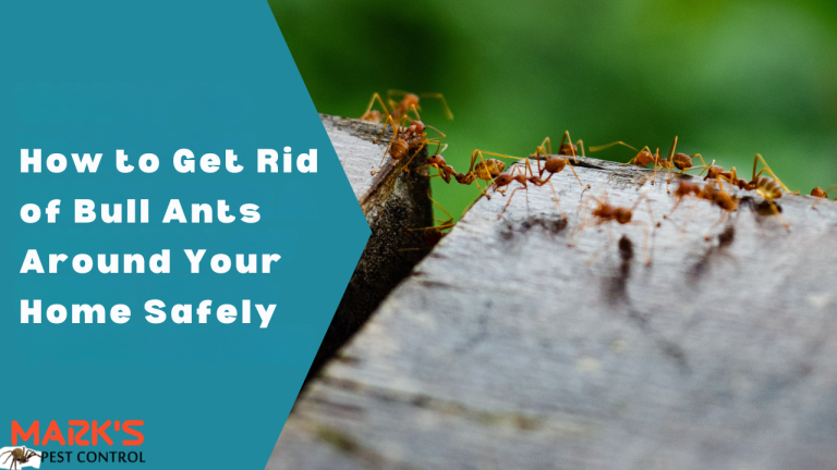 How to Get Rid of Bull Ants
