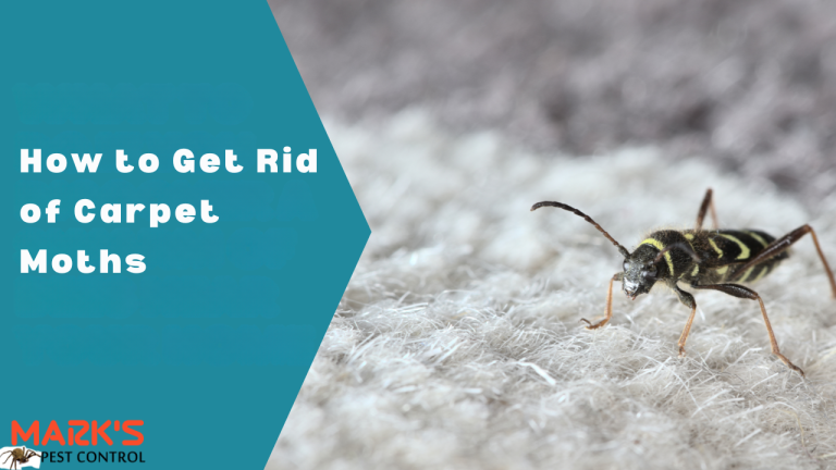 How to Get Rid of Carpet Moths