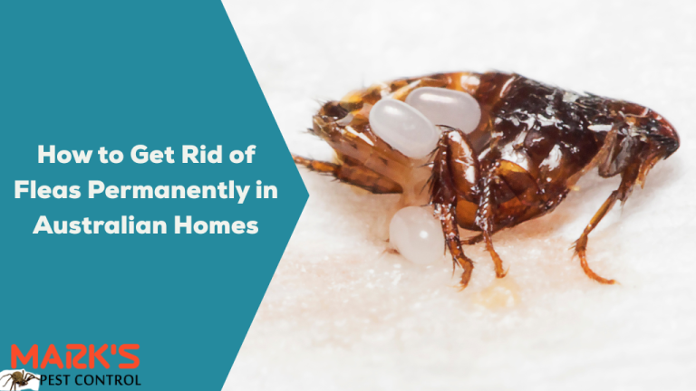 How to Get Rid of Fleas Permanently in Australian Homes