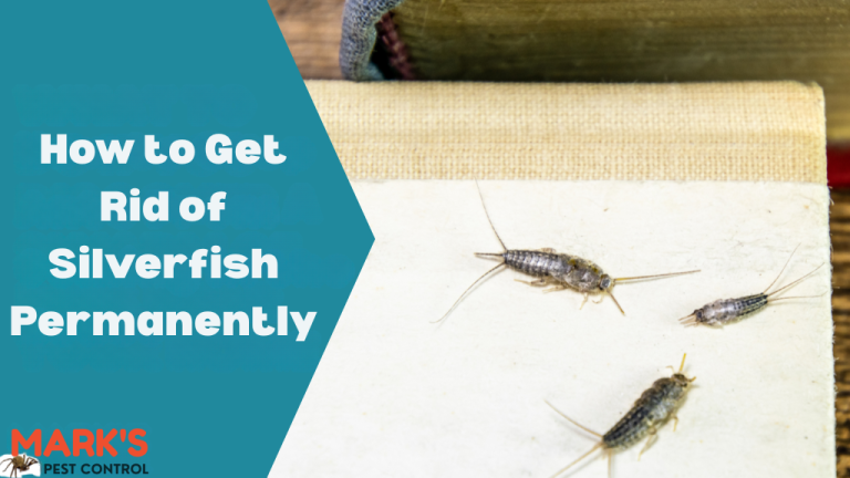 How to Get Rid of Silverfish