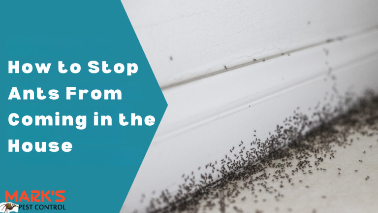 How to Stop Ants From Coming in the House