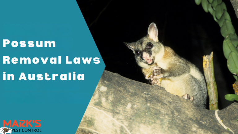 Possum Removal Laws in Australia