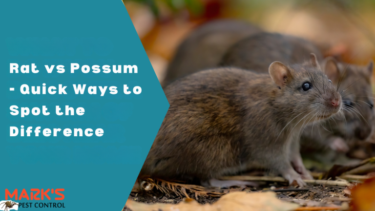 Rat vs Possum - Quick Ways to Spot the Difference