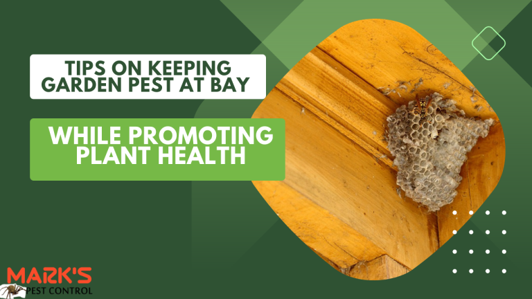 Tips On Keeping Garden Pest at Bay While Promoting Plant Health