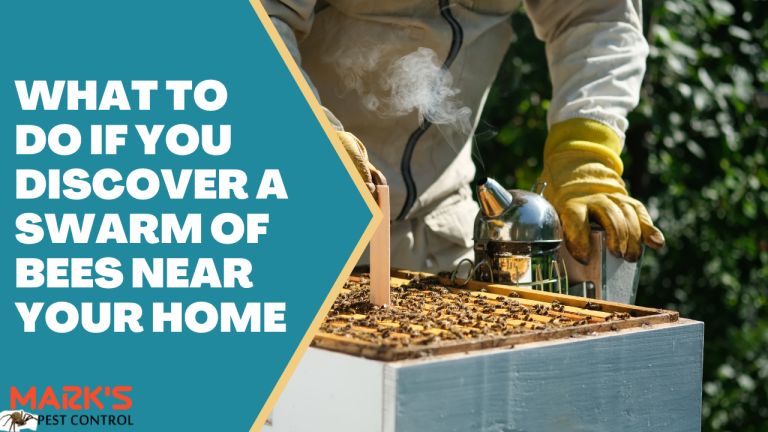 What to Do If You Discover a Swarm of Bees Near Your Home