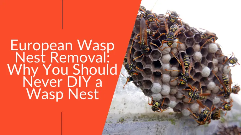 European Wasp Nest Removal