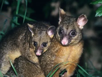 possum removal