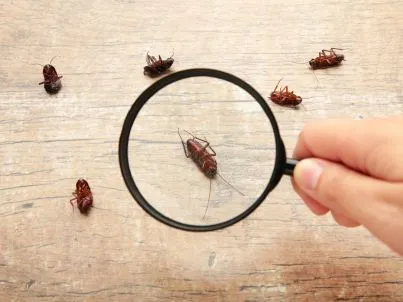 Pest Library